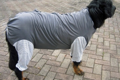 galerie-hunde-bild1