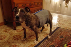 galerie-hunde-bild2