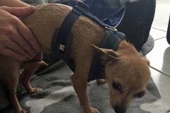galerie-hunde-bild3